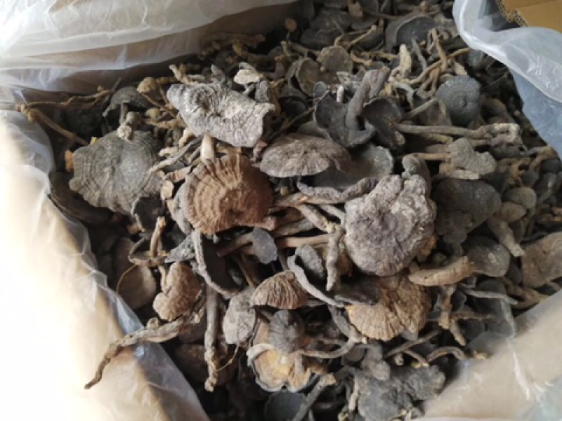 假芝血芝血灵芝皱盖灵芝乌芝东南亚野生灵芝