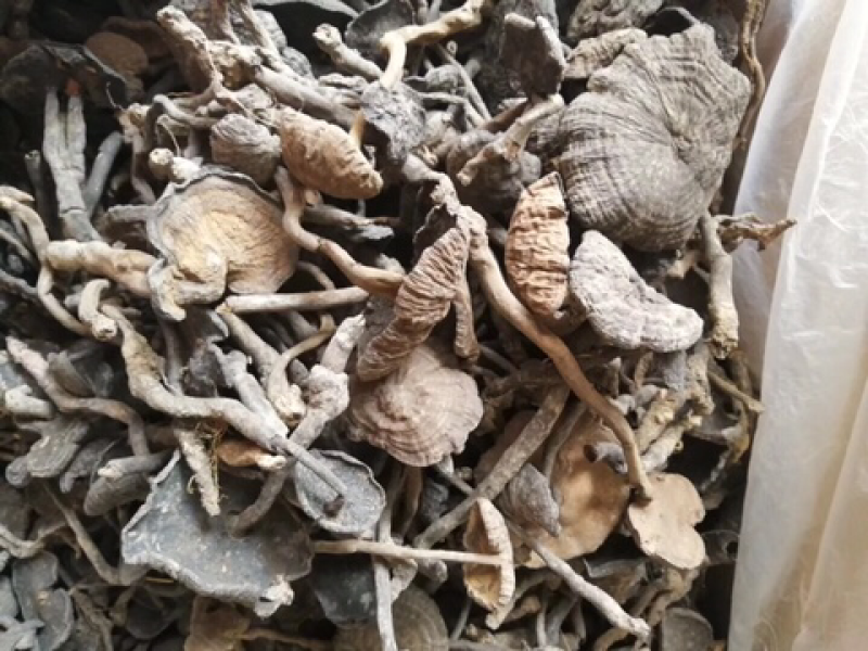 假芝血芝血灵芝皱盖灵芝乌芝东南亚野生灵芝