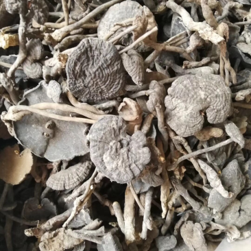 假芝血芝血灵芝皱盖灵芝乌芝东南亚野生灵芝