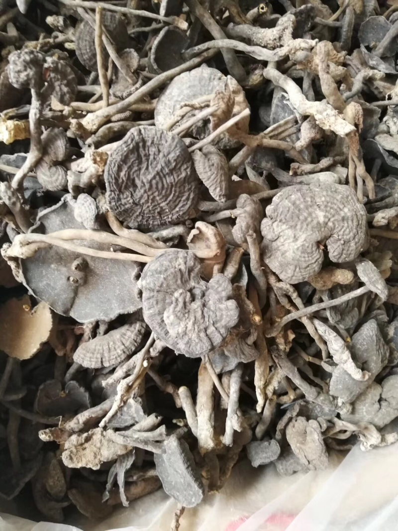 假芝血芝血灵芝皱盖灵芝乌芝东南亚野生灵芝