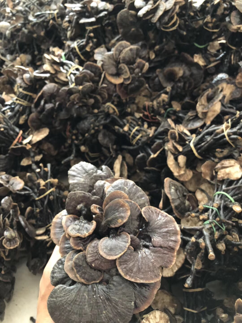 竹灵芝野生灵芝老挝通货