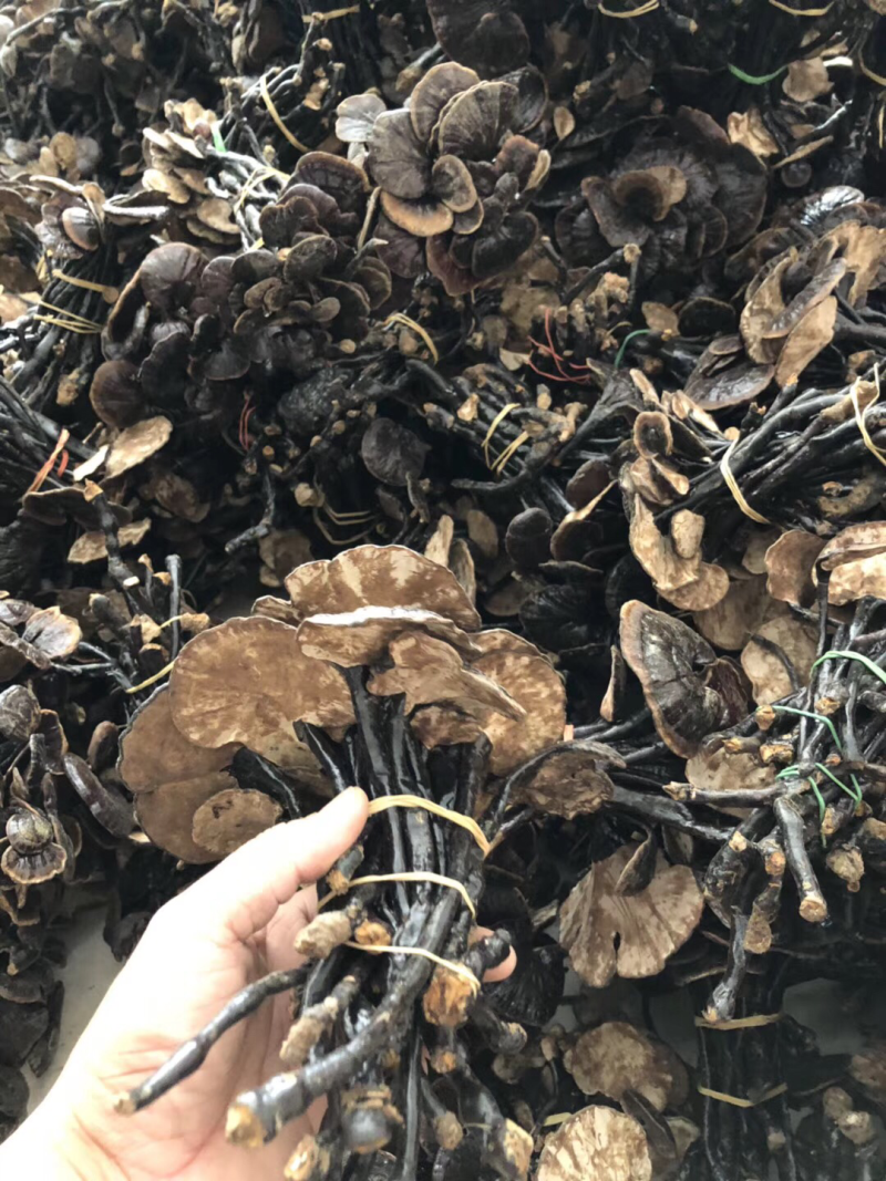 竹灵芝野生灵芝老挝通货