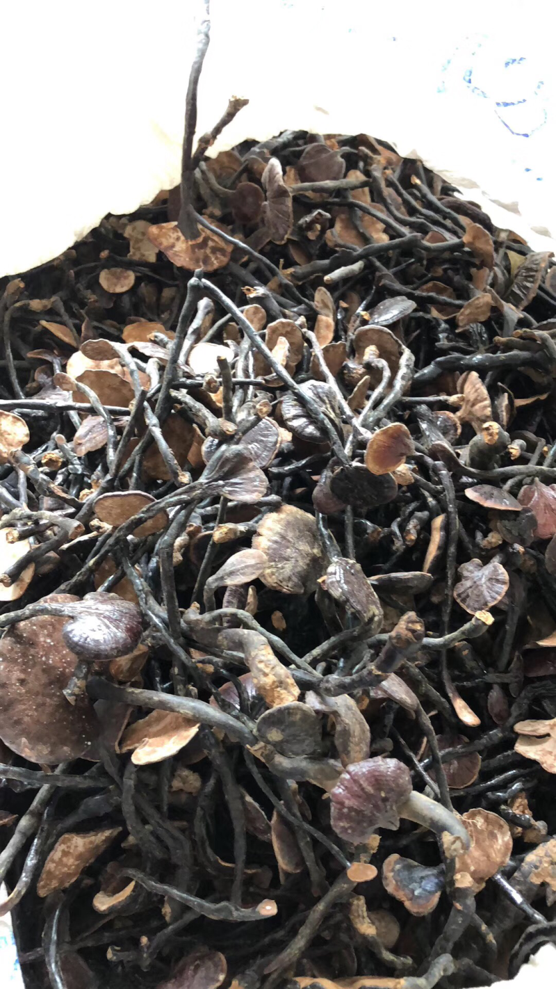竹灵芝野生灵芝老挝通货