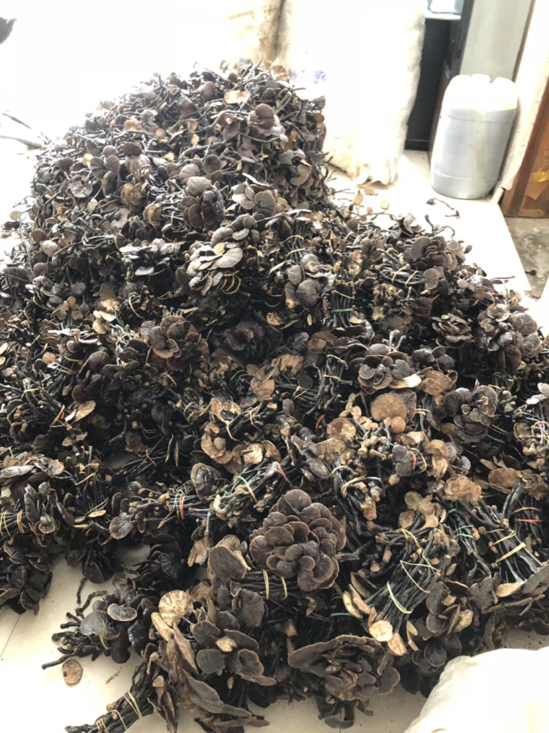 竹灵芝野生灵芝老挝通货