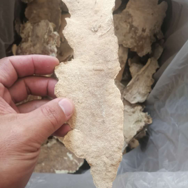 白耙齿菌野生菌药用菌