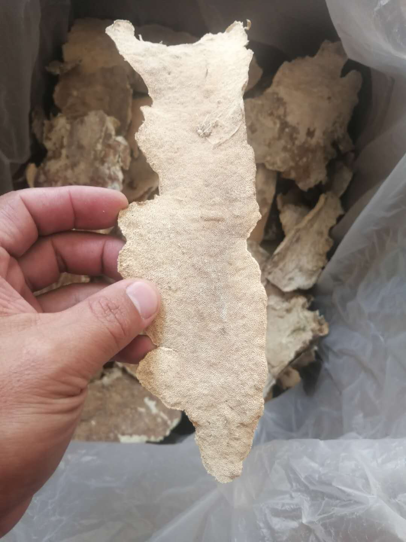 白耙齿菌野生菌药用菌