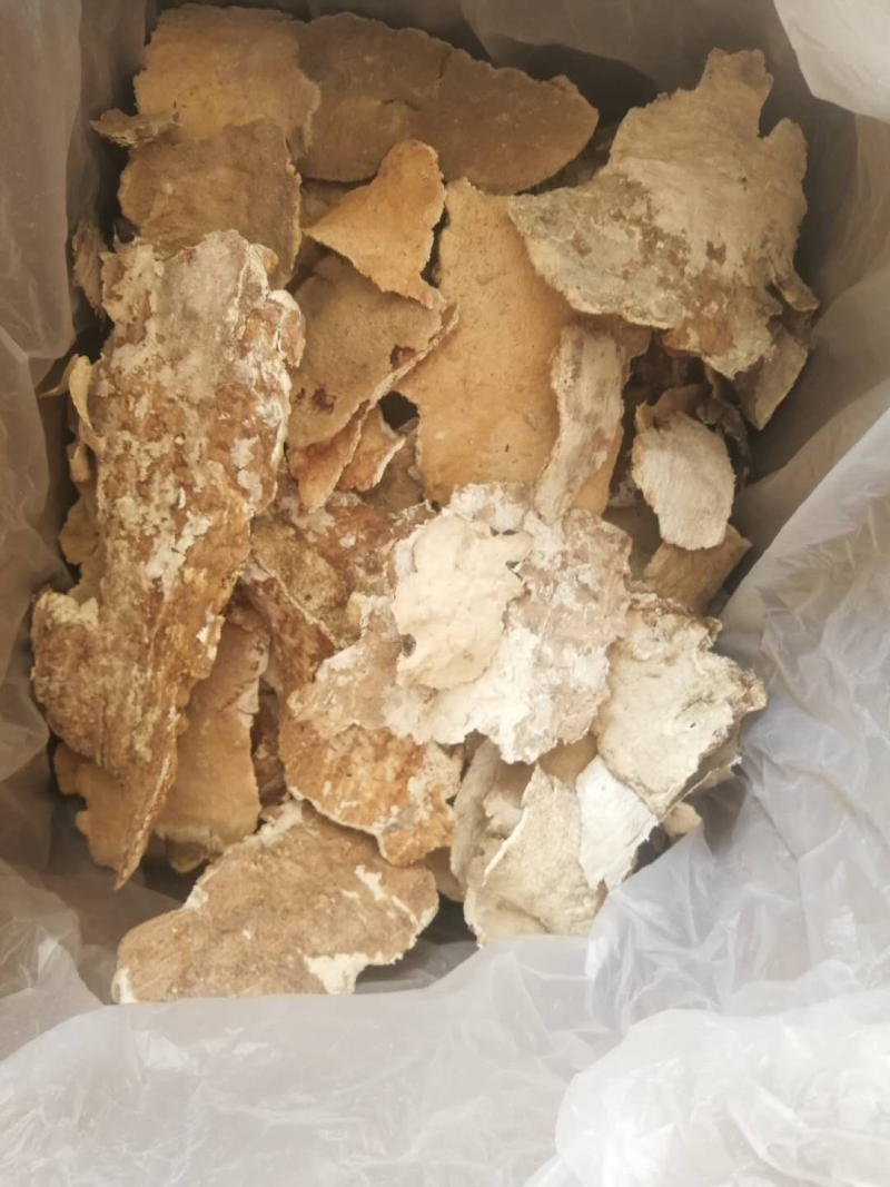 白耙齿菌野生菌药用菌