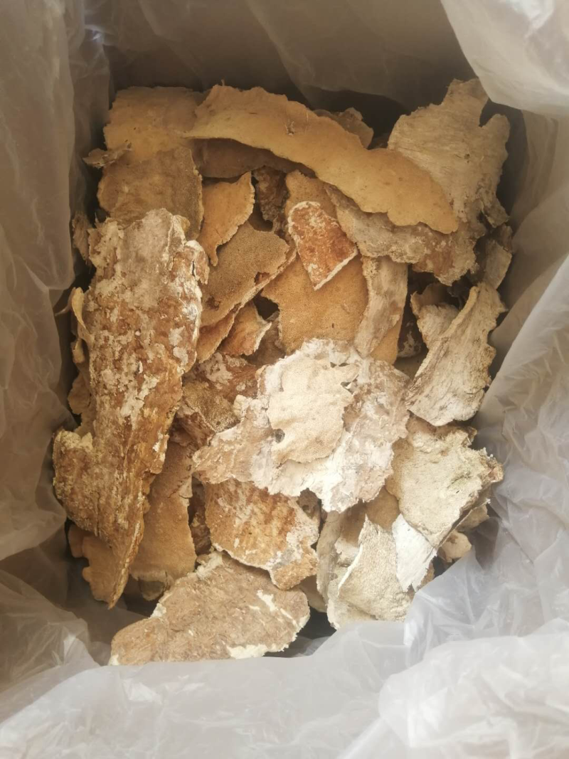 白耙齿菌野生菌药用菌
