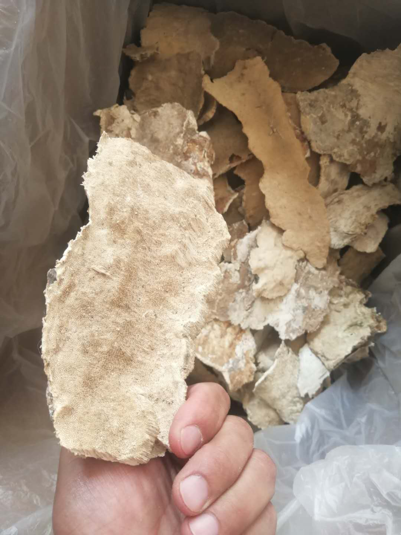 白耙齿菌野生菌药用菌