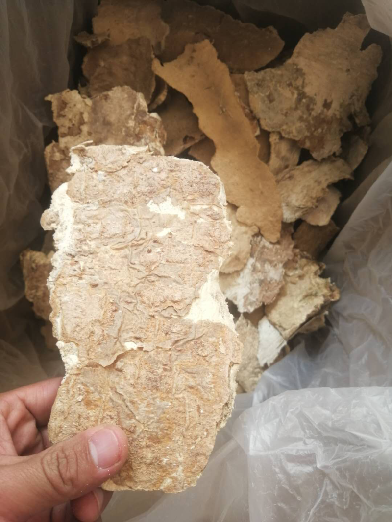 白耙齿菌野生菌药用菌