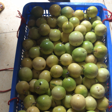 芭乐味黄金百香果正宗芭乐味