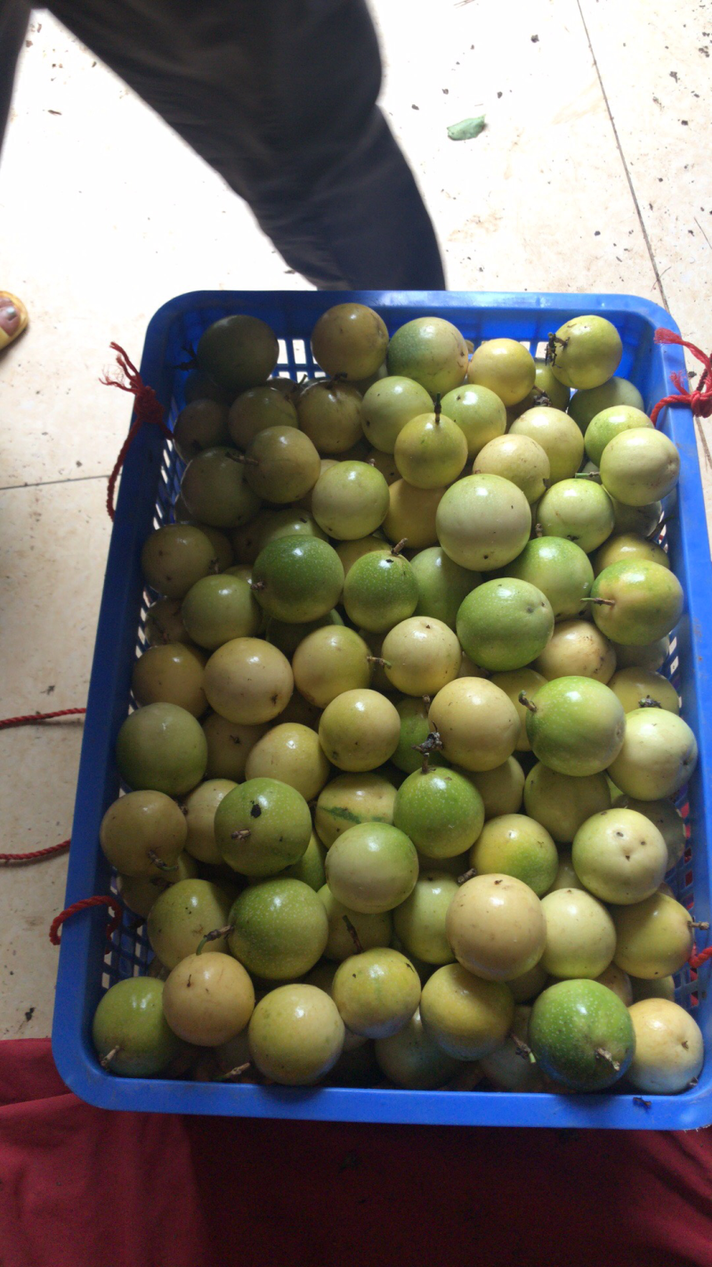 芭乐味黄金百香果正宗芭乐味
