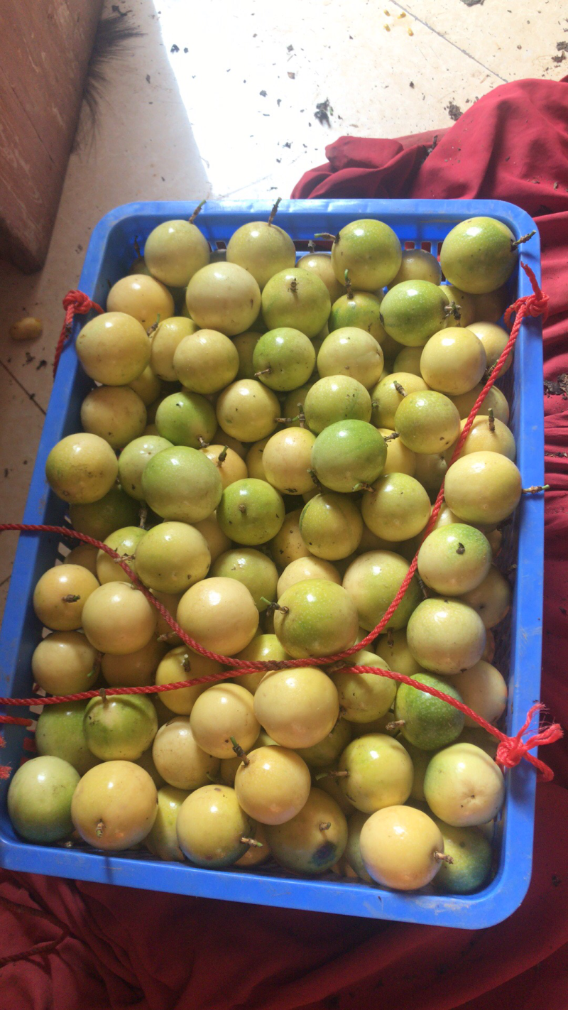 芭乐味黄金百香果正宗芭乐味