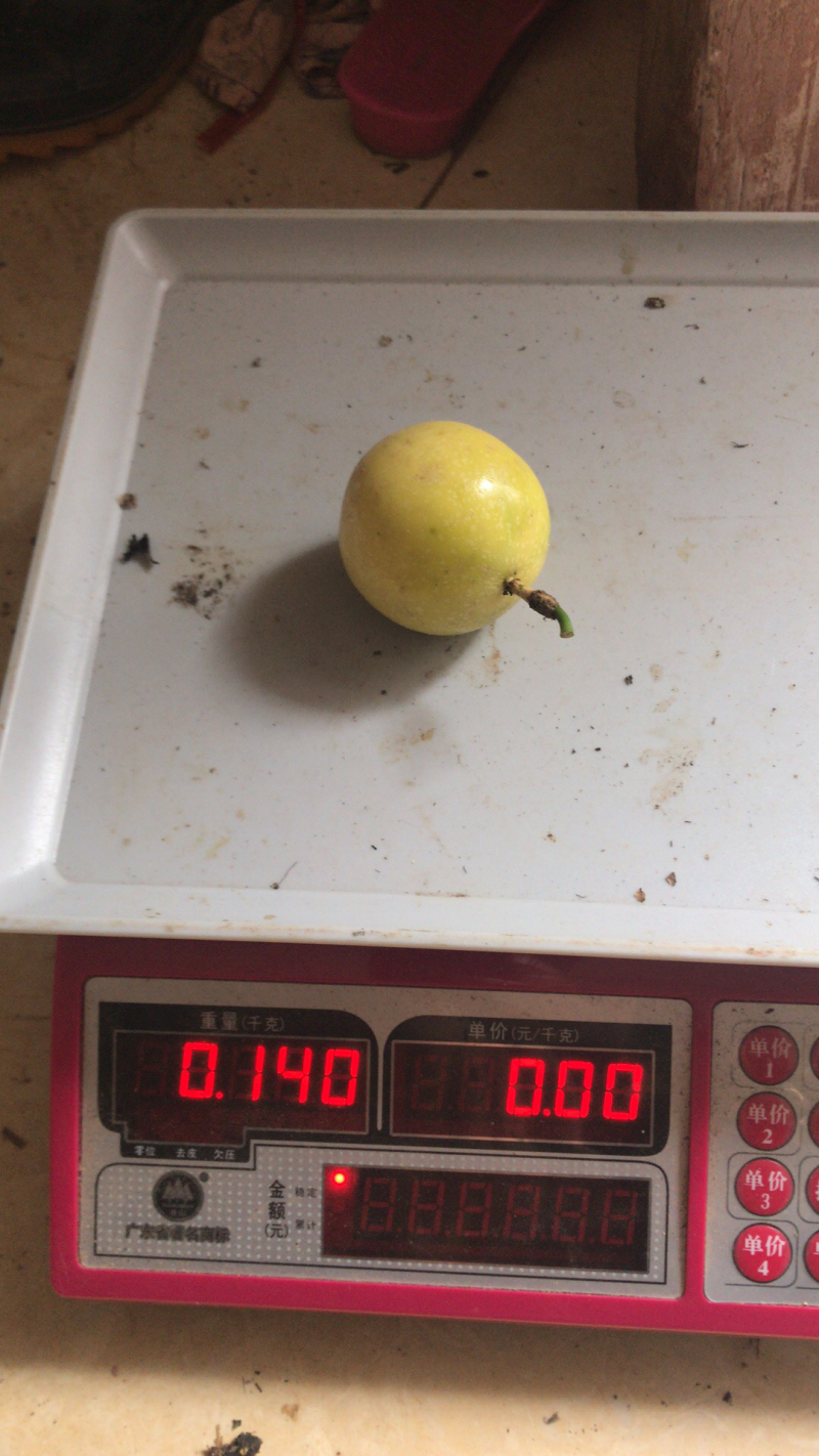 芭乐味黄金百香果正宗芭乐味