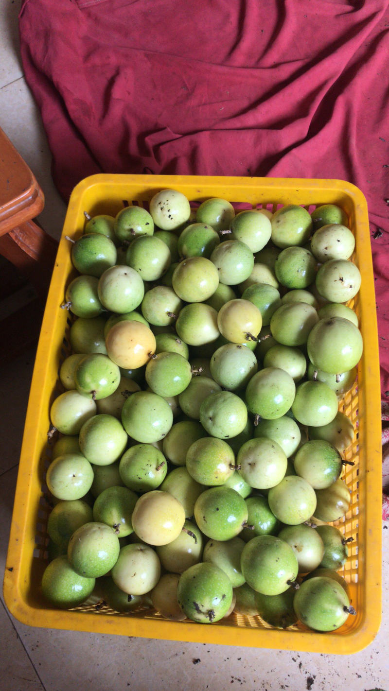 芭乐味黄金百香果正宗芭乐味