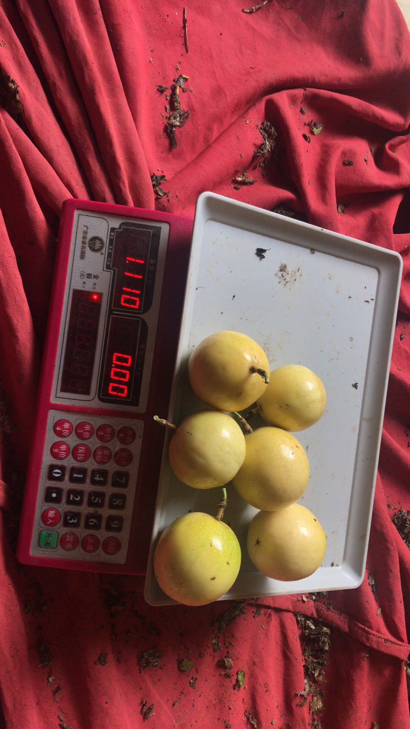 芭乐味黄金百香果正宗芭乐味
