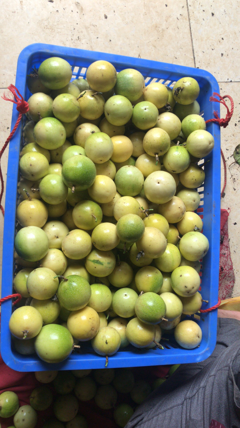 芭乐味黄金百香果正宗芭乐味