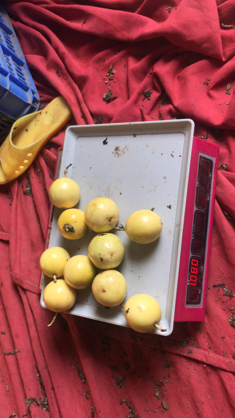 芭乐味黄金百香果正宗芭乐味
