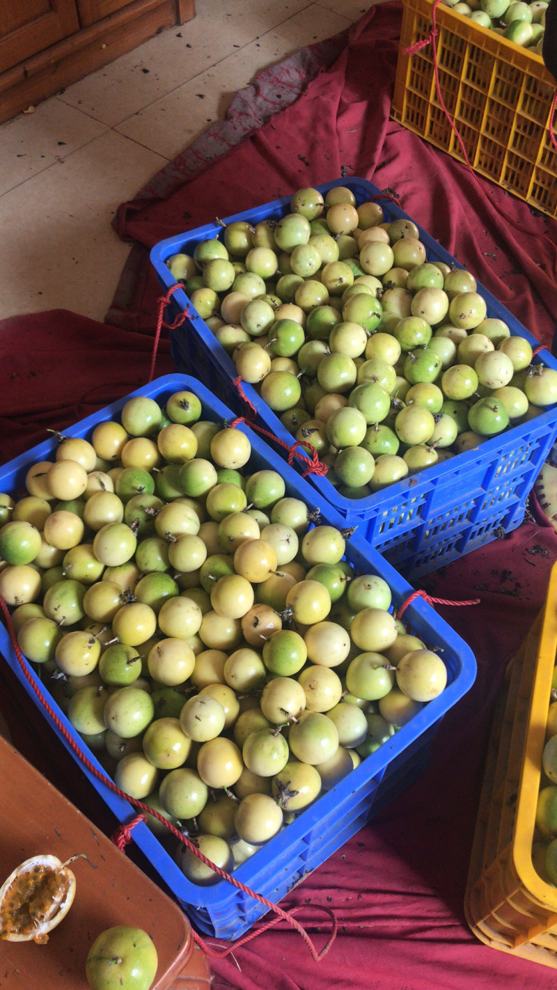 芭乐味黄金百香果正宗芭乐味