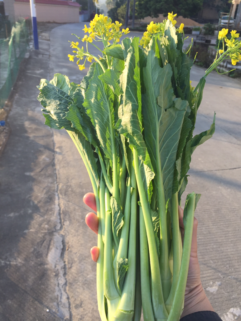 高端产品，仙姑故乡，增城迟菜心，有机蔬菜