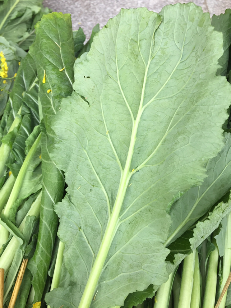 高端产品，仙姑故乡，增城迟菜心，有机蔬菜