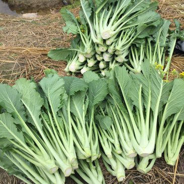 高端产品，仙姑故乡，增城迟菜心，有机蔬菜