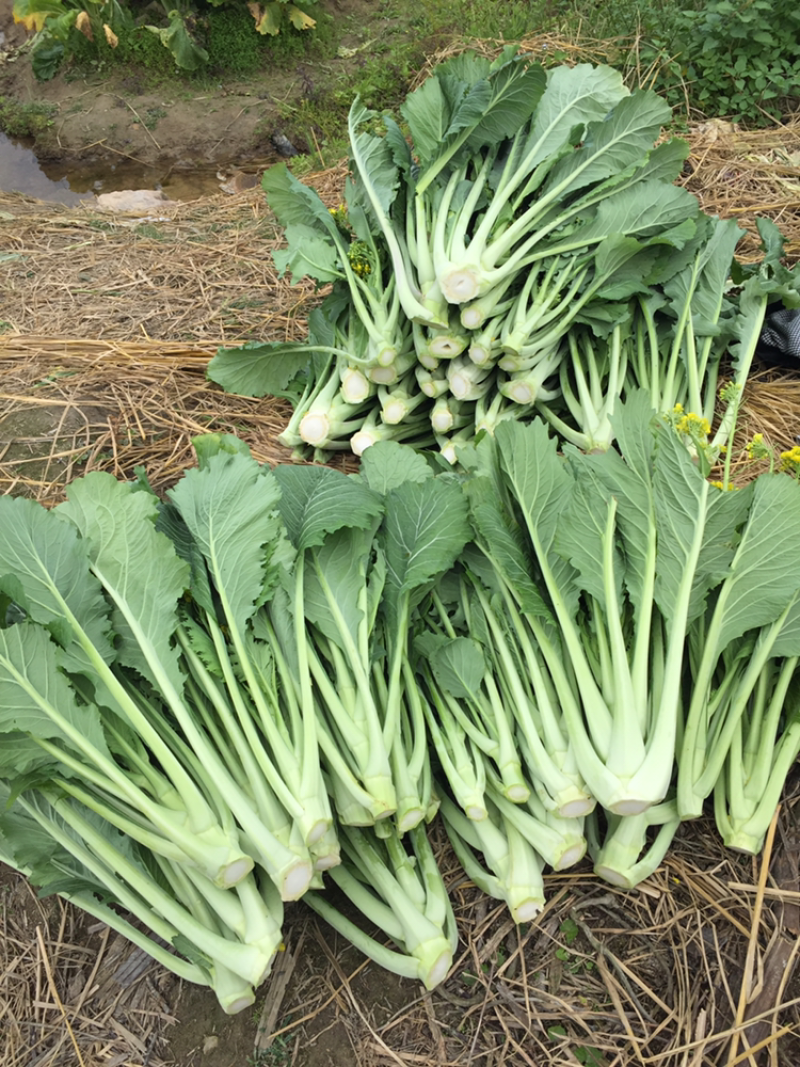 高端产品，仙姑故乡，增城迟菜心，有机蔬菜