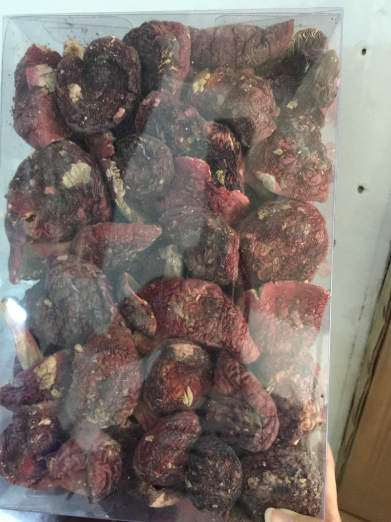 中菇红菇标菇正红菇老挝