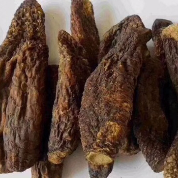 肉苁蓉野生肉苁蓉整根