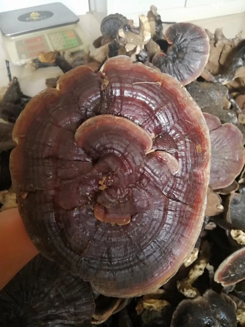 紫芝野生灵芝黑灵芝紫灵芝