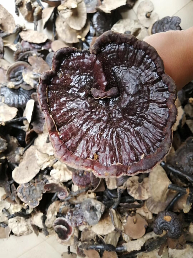 紫芝野生灵芝黑灵芝紫灵芝