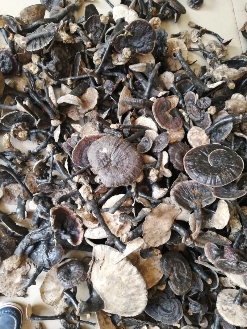 紫芝野生灵芝黑灵芝紫灵芝