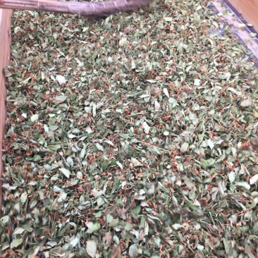 金银花花叶子