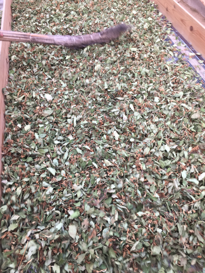 金银花花叶子