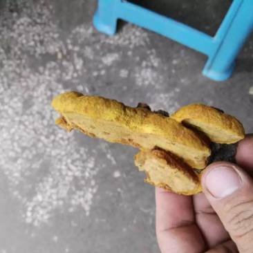 桑黄杨树桑黄野生桑黄