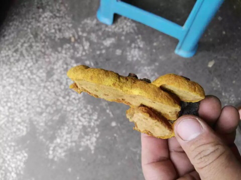 桑黄杨树桑黄野生桑黄