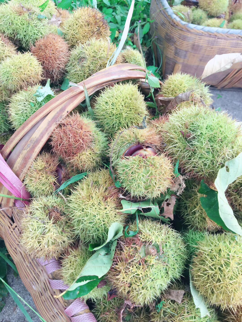 早期手剥板栗仁
