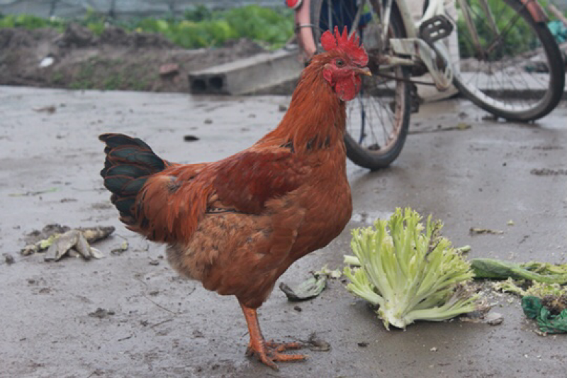 家养跑步鸡散养鸡
