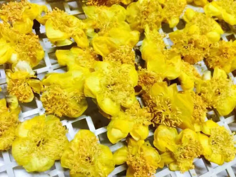 金花茶