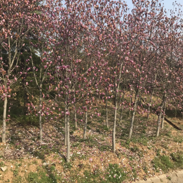 红玉兰3公分5公分6公分8公分10公分红玉兰价格