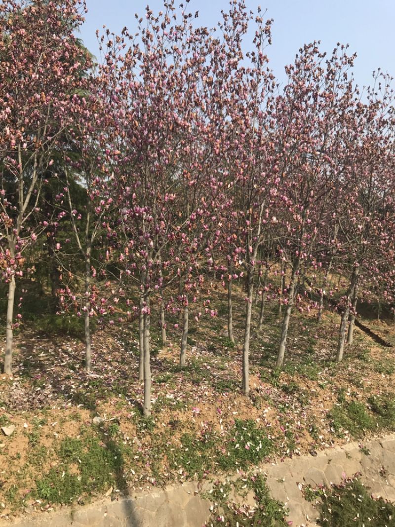 红玉兰3公分5公分6公分8公分10公分红玉兰价格