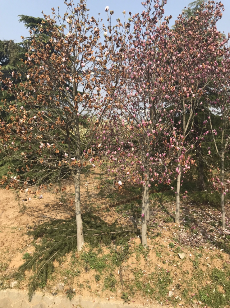 红玉兰3公分5公分6公分8公分10公分红玉兰价格