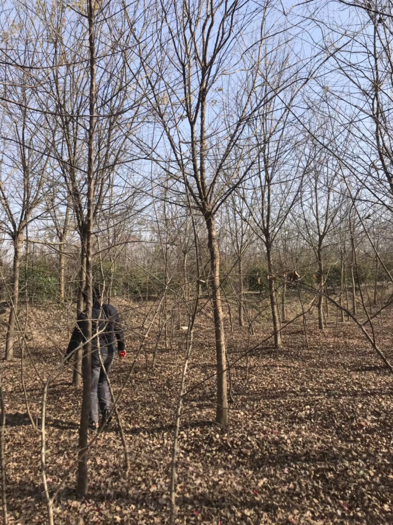 三角枫6公分8公分10公分12公分三角枫价格