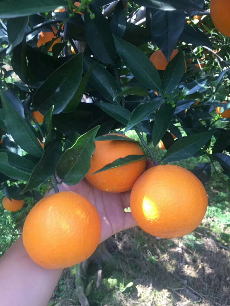椪柑基地直供保质保量欢迎咨询订购