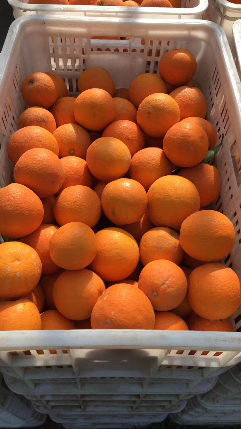 椪柑基地直供保质保量欢迎咨询订购