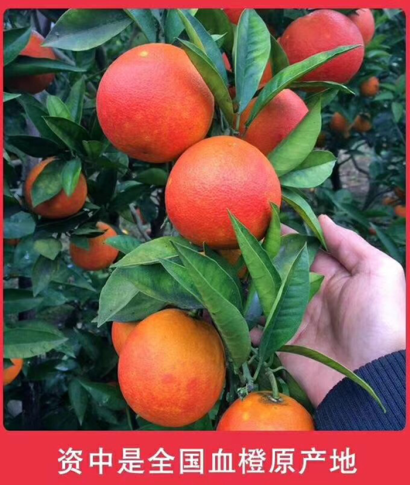 血橙与四川麻辣香肠