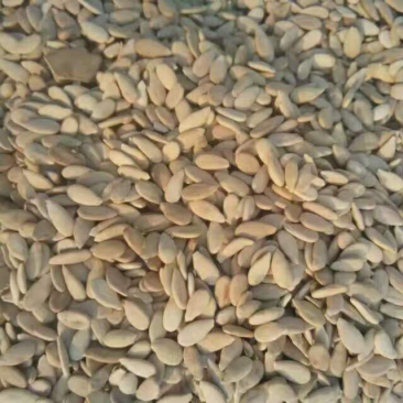 大量葫芦籽