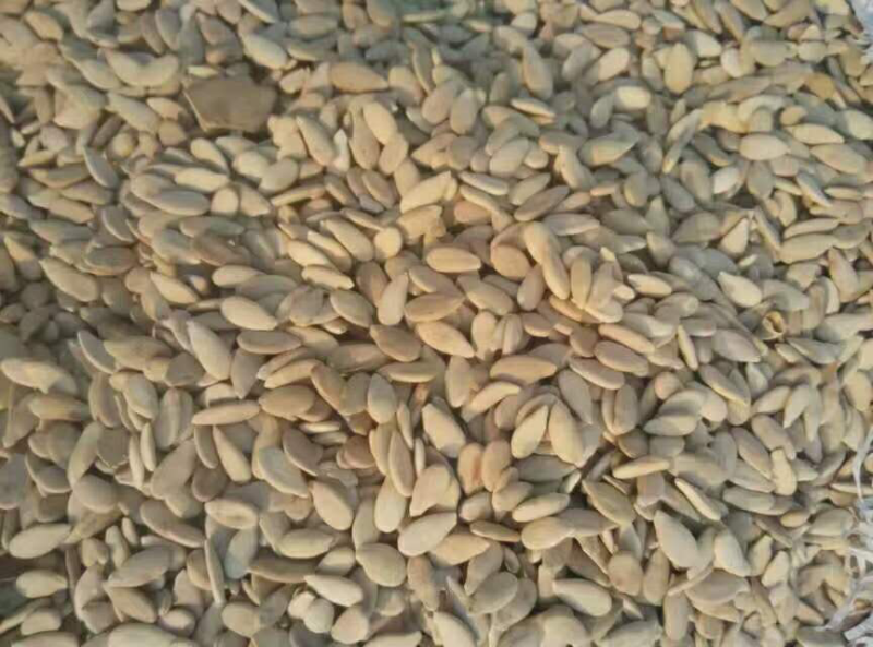 大量葫芦籽