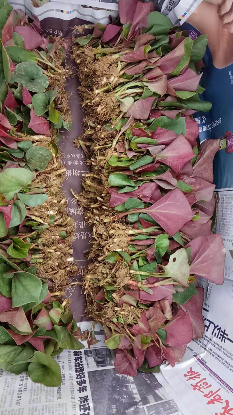 鱼腥草嫩叶