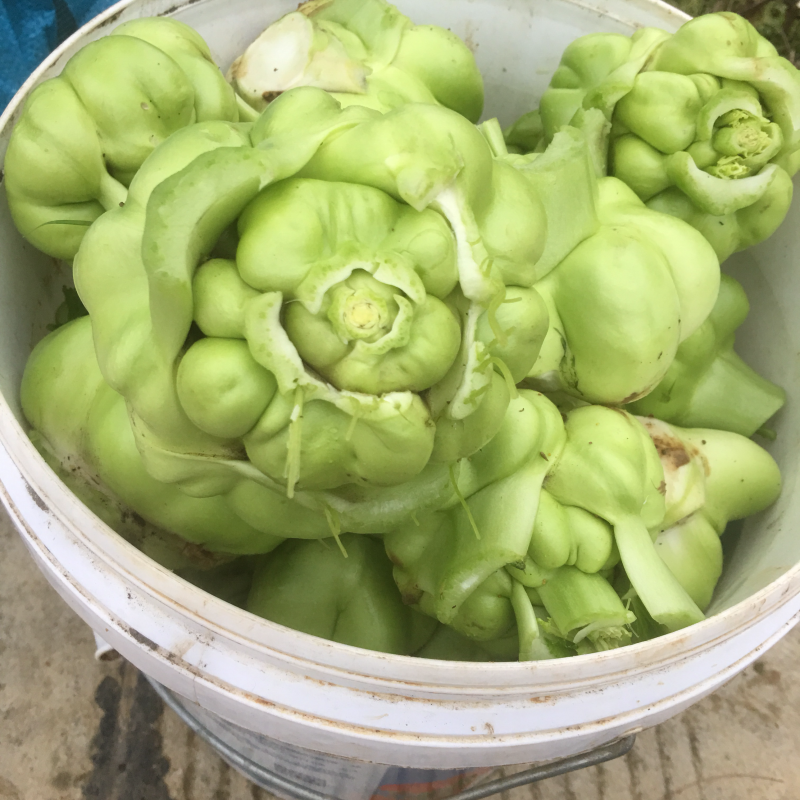 榨菜